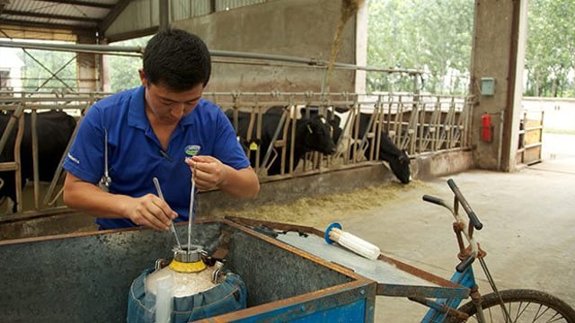 How Fonterra plans to dominate the Chinese dairy market with 15,000 cows