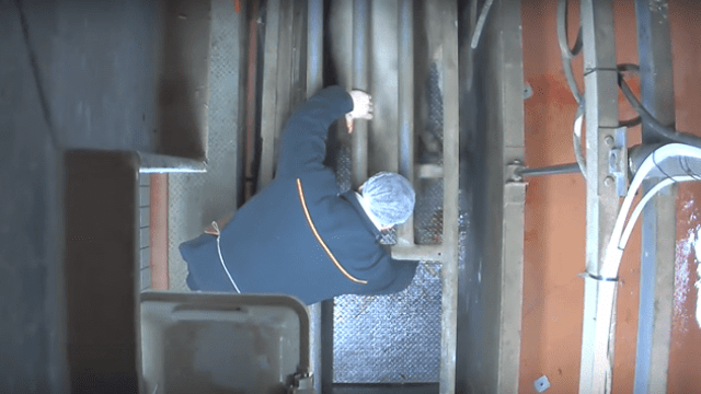 French abattoir investigation after graphic video shows animal abuse
