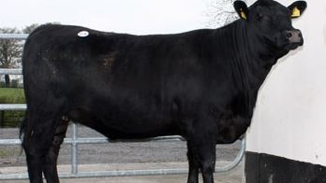 Fancy a bit of Michael O'Leary's Gigginstown herd?
