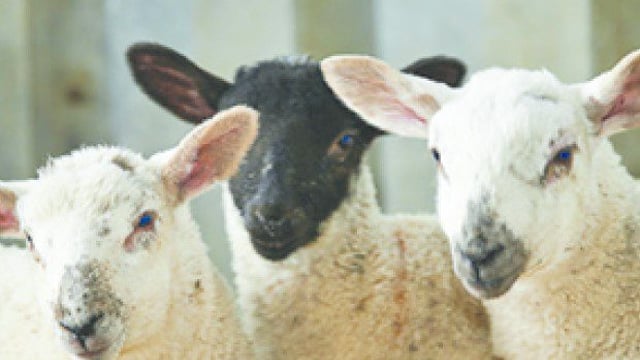 Morrisons becomes second supermarket to commit to ‘British-only’ lamb