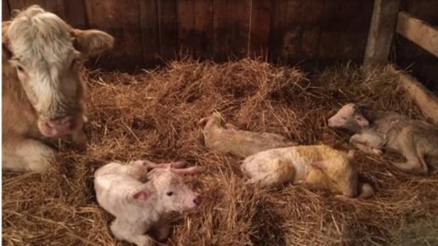 Fourth times a charm: Charolais cow gives birth to quadruplets