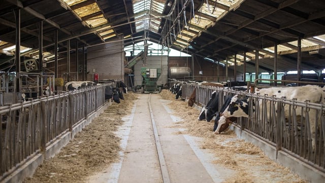 Supply management for milk offers 'no solution' to dairy crisis, says expert