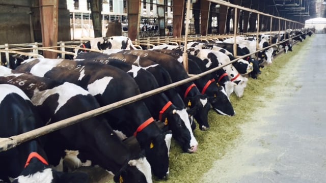 Pics: Behind the scenes at one of Iran's largest dairy farms