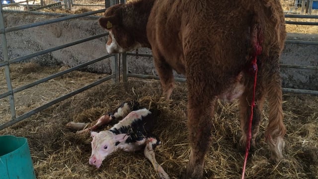 'Twice as many cow attacks on farms compared to those by bulls'
