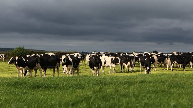 Glanbia co-op issues 5-year bond to fund new 'free' loans to farmers