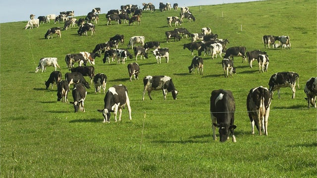 Ireland &amp; NZ breeding for low emission animals - what's possible?