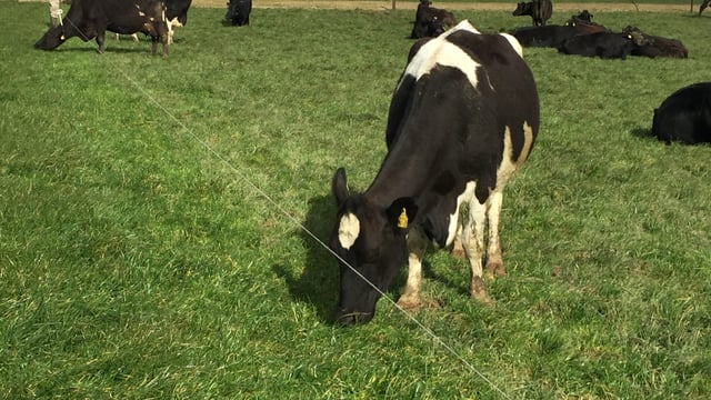 AHI to seek stakeholder agreement on new Johne's disease programme