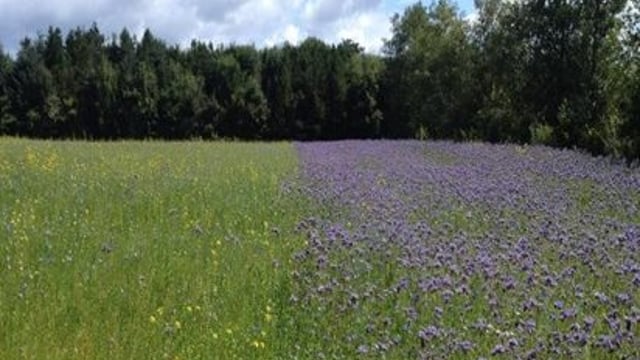 Deadline for sowing of wild bird cover for GLAS extended to mid-June