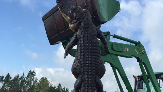 Farmer shoots 15ft alligator which he claims ate his cattle