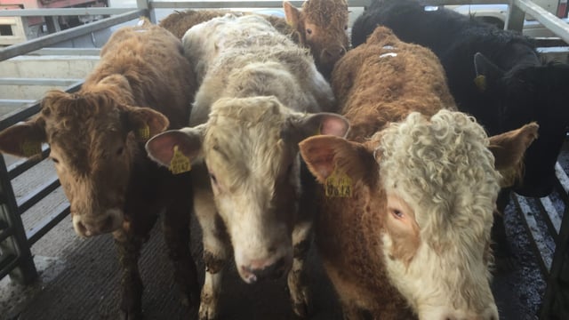 Cattle Marts: Light steers sell to a top price of €3.20/kg in Raphoe Mart