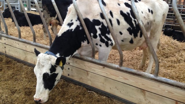 New TB compensation rates for dairy cows increase to €55/cow/month