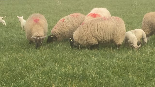 Weaker Sterling likely to impact on Irish lamb price on main markets