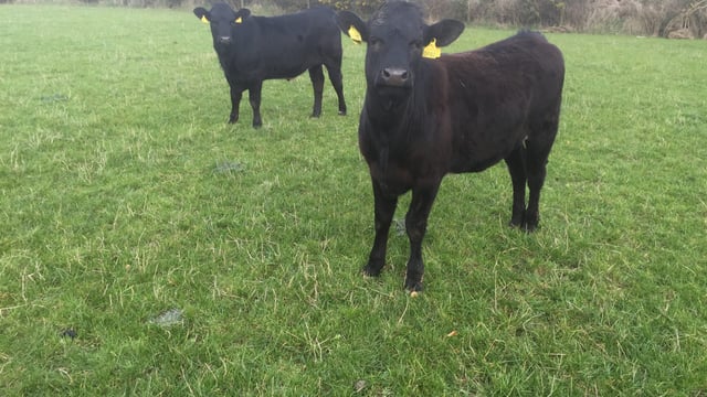 Irish farmers paid more for R3 heifers than farmers in the UK