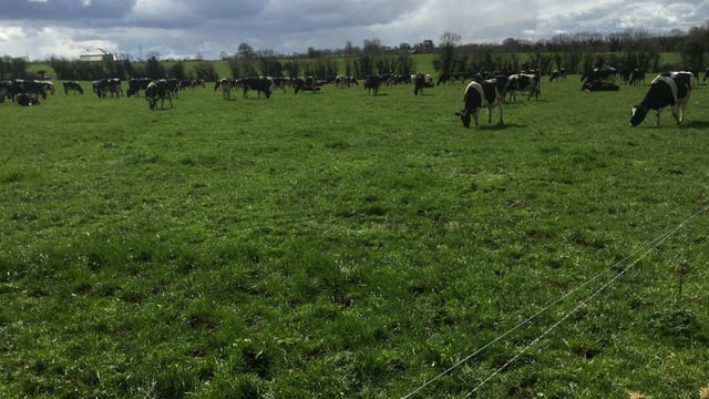 How one farmer plans to increase dairy cows numbers by 33% in 5 years with no extra land