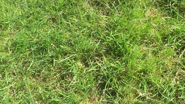 Reseeding: Grazing paddocks for the first time
