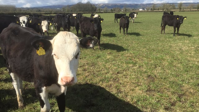Beef farmers can see grass growth and profits jump with paddocks - Teagasc