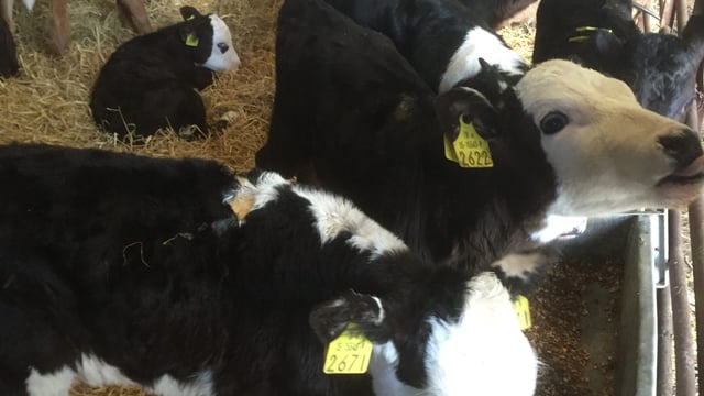 'Creed needs to clearly outline the new tag supply arrangements'
