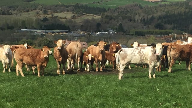 UK and Irish farmers paid a similar R3 heifer price - European Commission