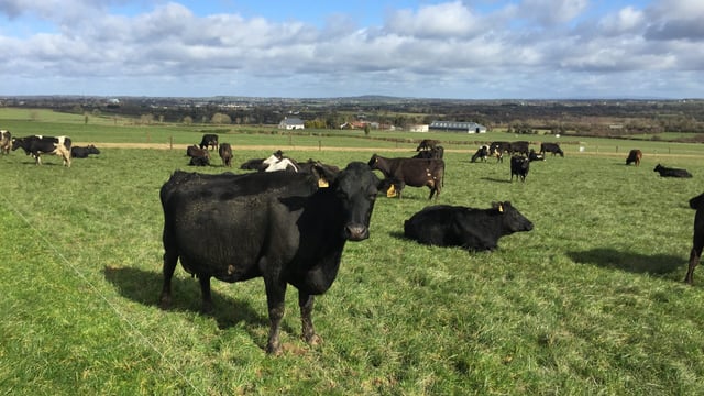 Grazing conditions improve and grass growth jumps - Teagasc