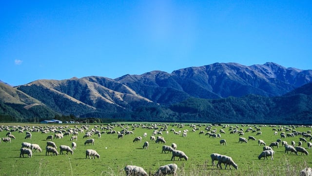 NZ farmers asked to collect sheep droppings for research project