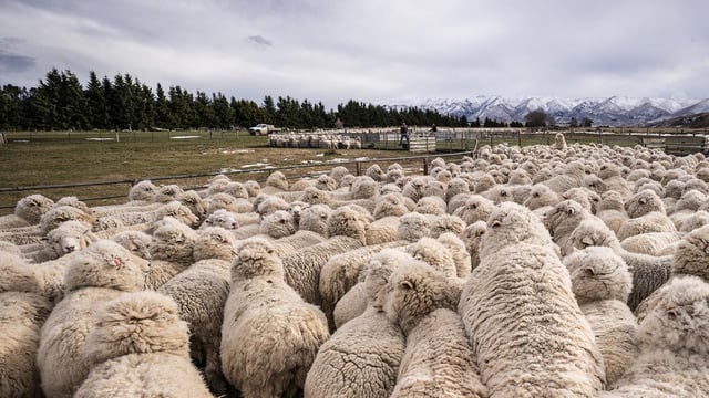 30% fall in New Zealand sheep numbers in the past decade