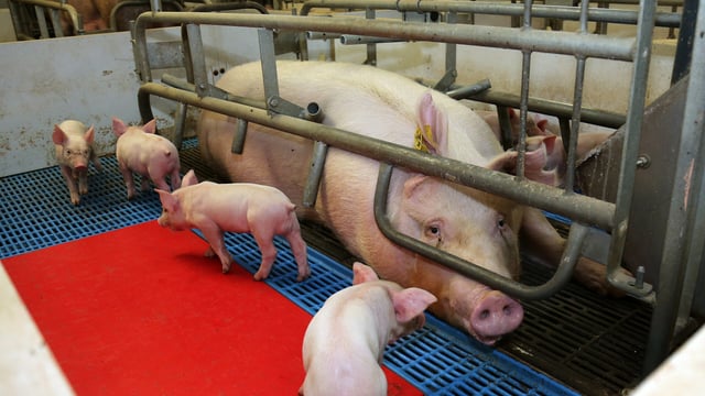 Community continues fight against proposed major pig farm