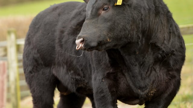 The 5 Ts to check on your bull before the breeding season