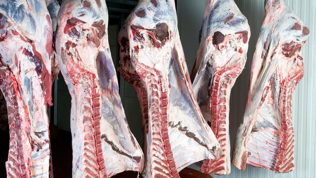 Beef kill: Shortage of factory cattle becomes more apparent