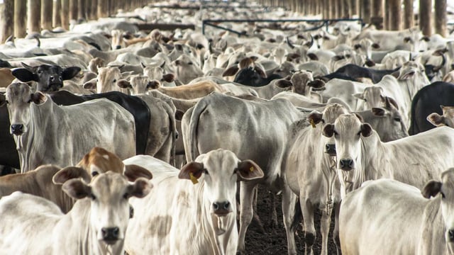 Heydon: Mercosur deal 'adjudged' to cost beef sector €50 million