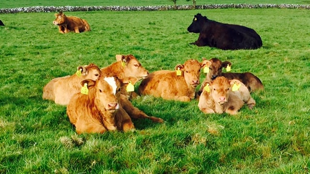 Over 1,600 calves test positive for BVD in Northern Ireland since March