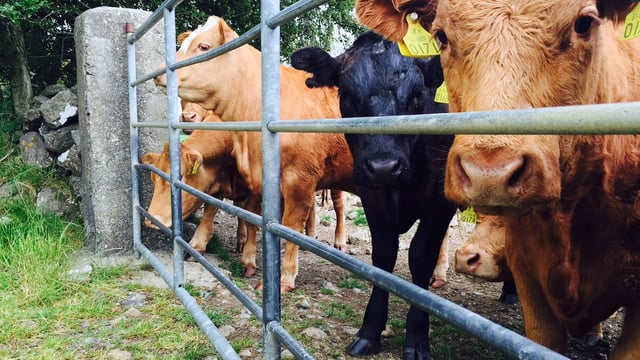 Galway man appointed cattle knowledge transfer specialist with Teagasc