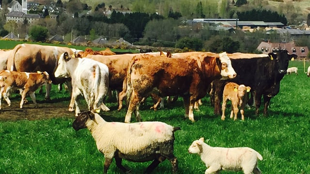 Pics: Making the best use of grass on a 'difficult' suckler and sheep farm