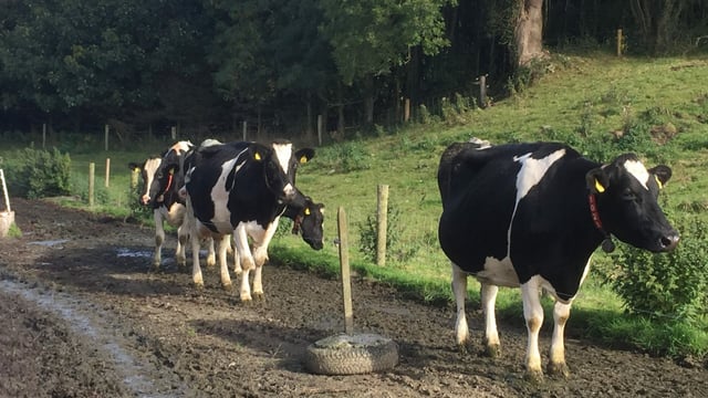 Farm organisations call for EU dairy package to be delivered urgently
