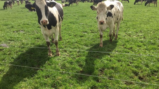 NI milk production levels and prices continue to rise in 2017