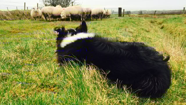 Rural affairs minister highlights dog owner responsibilities