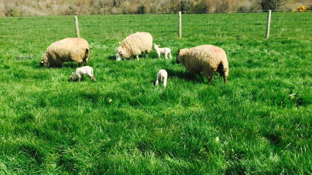 Find out how to manage a flock of 255 to 2,400 ewes at the Grassland Conference