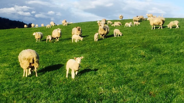 Widespread fall in factory prices with spring lamb quotes down by 50c/kg