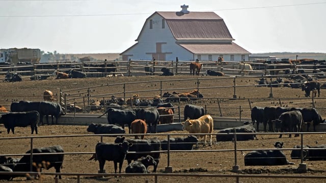 Weather woes from drought to rain affecting Australian farmers