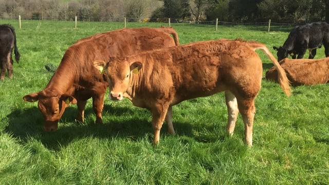 Beef price remains static due to difficult market conditions