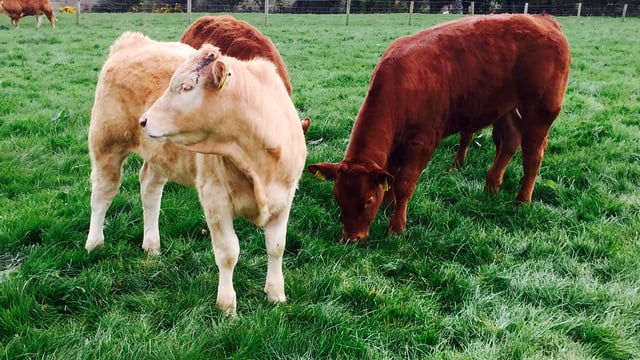 Running a suckler cow and sheep farm on 450ac to feature at Grassland beef conference