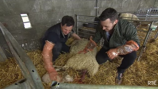 Big week on the farm to feature camogie star and a chicken-plucking challenge