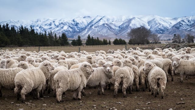 Farmers in New Zealand told to prepare as winter arrives