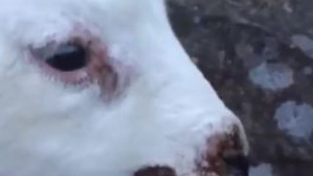Agriland Vet: Dealing with Orf - the sheep farmer's nightmare