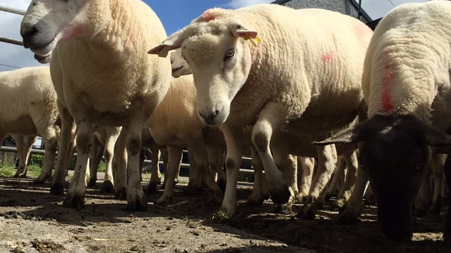 Sheep kill jumps 14% in the space of a week