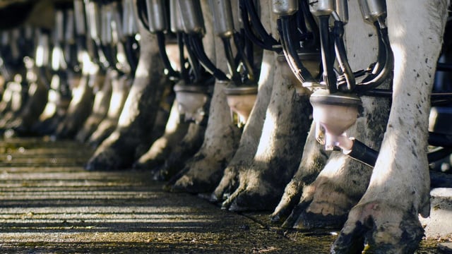Glanbia and Lakeland increase milk prices for September