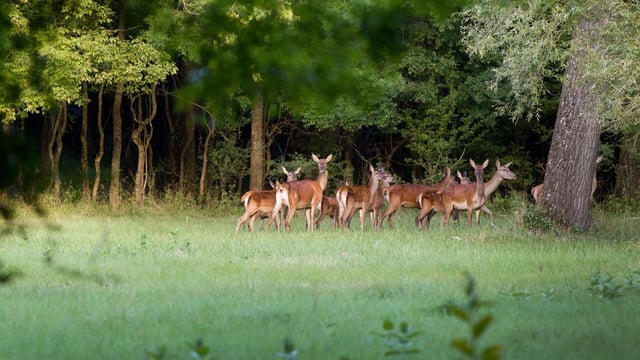 Deer carcass and firearms seized after vehicle is stopped