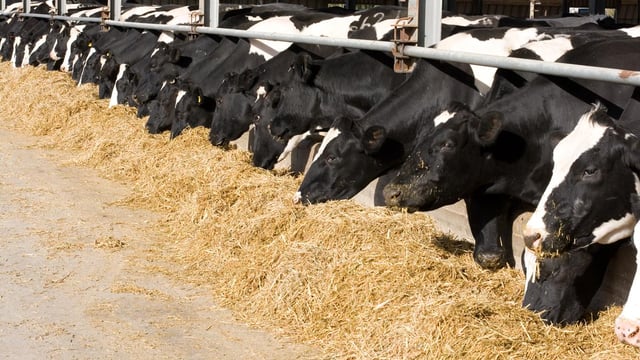 It's a surreal experience, like the day after a funeral - Peter Kingston on the sale of his 950-cow herd