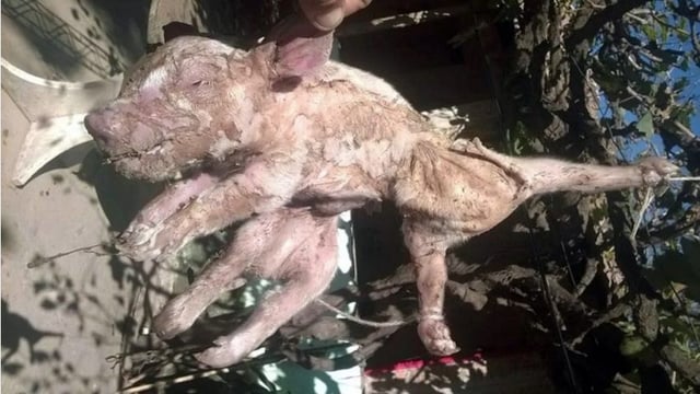 'Spiderpig' born in South America as sow has piglet with 8 legs