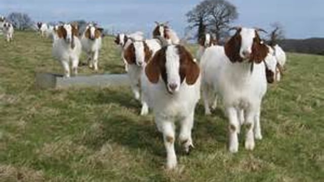 'You can make a living off goats from 40 or 50 acres'