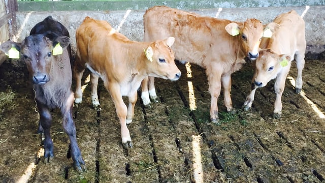 BVD tagging to remain compulsory in 2017 - Other programme details revealed